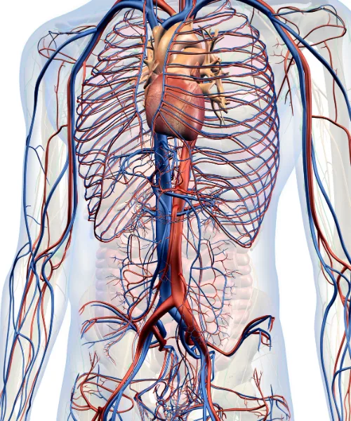 Pericarditis: Atención Médica Especializada en la CDMX